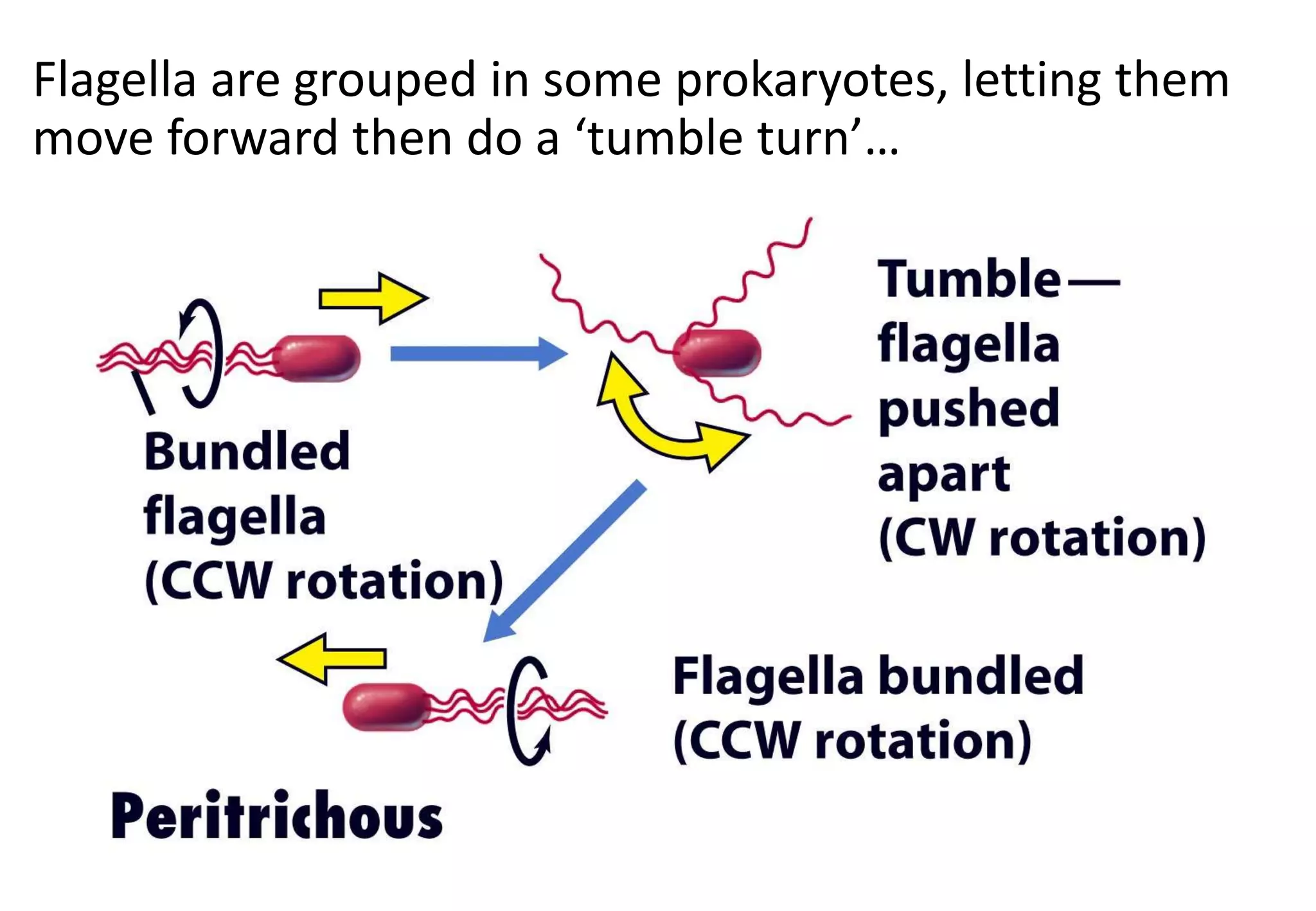 Flagella are grouped in some prokaryotes, letting them
move forward then do a ‘tumble turn’…