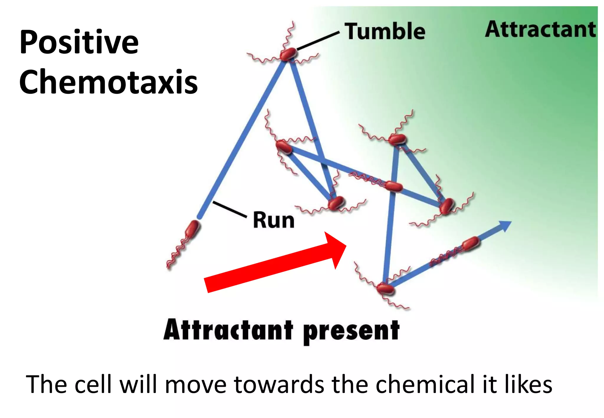 Positive
Chemotaxis
The cell will move towards the chemical it likes