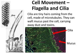 Cell Movement –
Flagella and Cilia
Cilia are tiny hairs coming from the
cell, made of microtubules. They can
waft mucus past the cell, carrying
away dust and toxins.
Cilia
Mucus
 