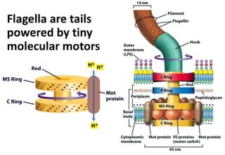 Flagella are tails
powered by tiny
molecular motors
 