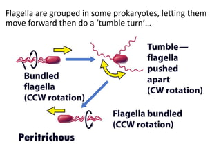 Flagella are grouped in some prokaryotes, letting them
move forward then do a ‘tumble turn’…
 