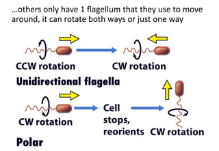 …others only have 1 flagellum that they use to move
around, it can rotate both ways or just one way
 
