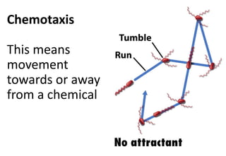 Chemotaxis
This means
movement
towards or away
from a chemical
 