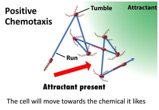 Positive
Chemotaxis
The cell will move towards the chemical it likes
 