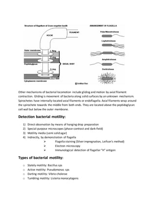 Flagella | DOCX