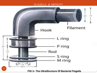 Flagella | PPTX