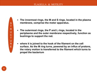 Flagella | PPTX