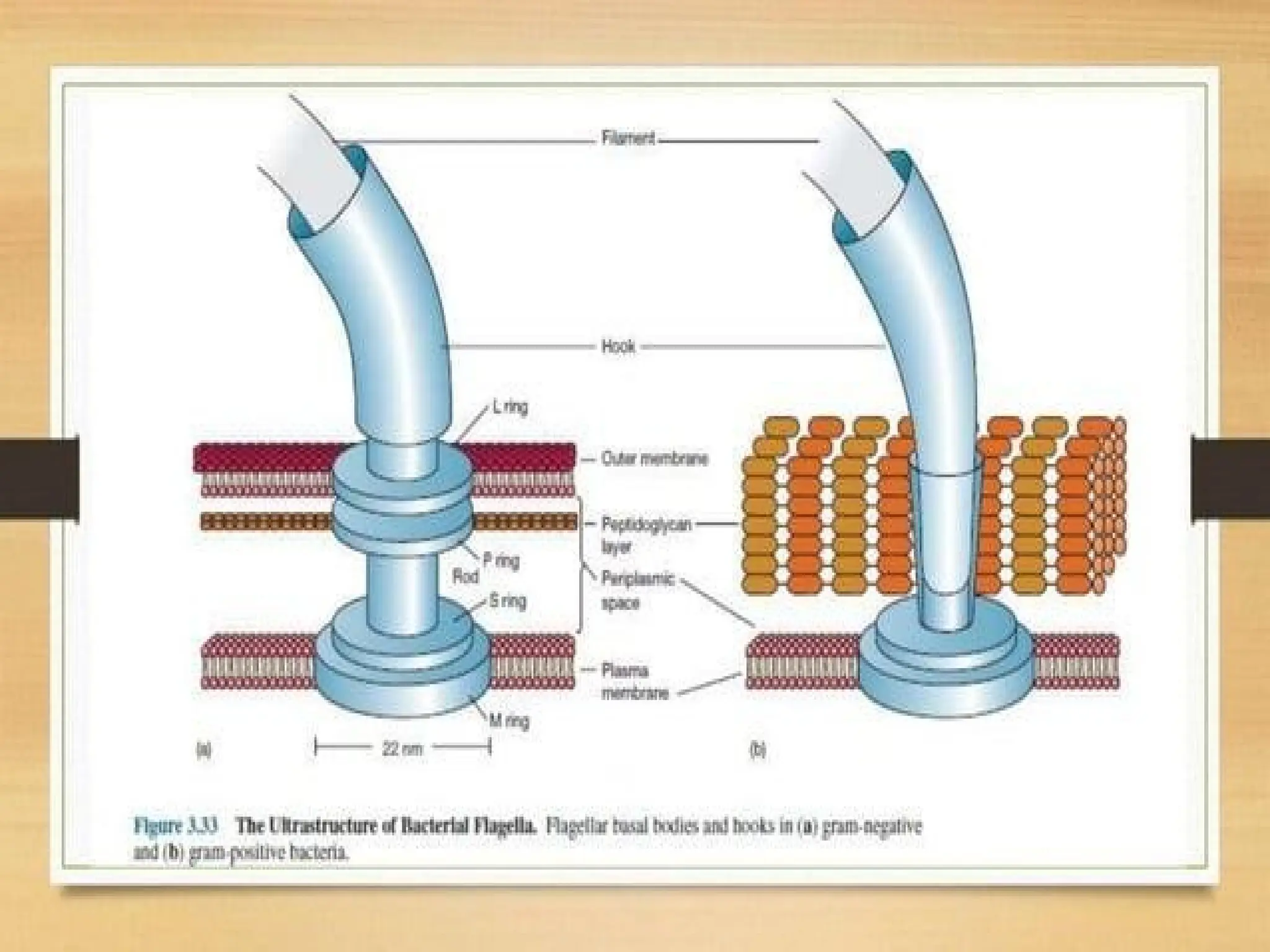 Bacterial Flagella - Types of Flagella.. | PPTX