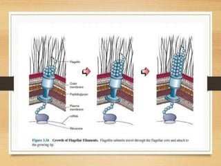 Bacterial Flagella - Types of Flagella.. | PPTX