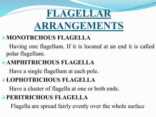 FLAGELLAR
ARRANGEMENTS
MONOTRCHOUS FLAGELLA
Having one flagellum. If it is located at an end it is called
polar flagellum.
AMPHITRICHOUS FLAGELLA
Have a single flagellum at each pole.
LOPHOTRICHOUS FLAGELLA
Have a cluster of flagella at one or both ends.
PERITRICHOUS FLAGELLA
Flagella are spread fairly evenly over the whole surface
 