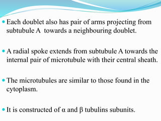  Each doublet also has pair of arms projecting from
subtubule A towards a neighbouring doublet.
 A radial spoke extends from subtubule A towards the
internal pair of microtubule with their central sheath.
 The microtubules are similar to those found in the
cytoplasm.
 It is constructed of α and β tubulins subunits.
 