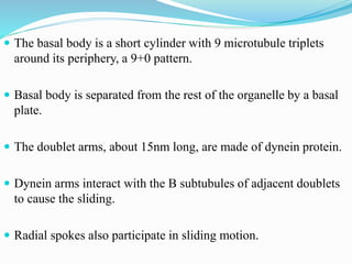  The basal body is a short cylinder with 9 microtubule triplets
around its periphery, a 9+0 pattern.
 Basal body is separated from the rest of the organelle by a basal
plate.
 The doublet arms, about 15nm long, are made of dynein protein.
 Dynein arms interact with the B subtubules of adjacent doublets
to cause the sliding.
 Radial spokes also participate in sliding motion.
 