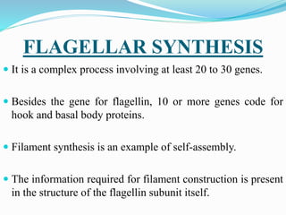 FLAGELLAR SYNTHESIS
 It is a complex process involving at least 20 to 30 genes.
 Besides the gene for flagellin, 10 or more genes code for
hook and basal body proteins.
 Filament synthesis is an example of self-assembly.
 The information required for filament construction is present
in the structure of the flagellin subunit itself.
 