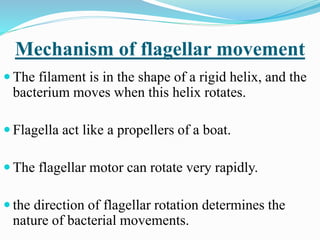 Mechanism of flagellar movement
 The filament is in the shape of a rigid helix, and the
bacterium moves when this helix rotates.
 Flagella act like a propellers of a boat.
 The flagellar motor can rotate very rapidly.
 the direction of flagellar rotation determines the
nature of bacterial movements.
 