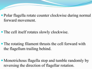  Polar flagella rotate counter clockwise during normal
forward movement.
 The cell itself rotates slowly clockwise.
 The rotating filament thrusts the cell forward with
the flagellum trailing behind.
 Monotrichous flagella stop and tumble randomly by
reversing the direction of flagellar rotation.
 