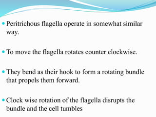  Peritrichous flagella operate in somewhat similar
way.
 To move the flagella rotates counter clockwise.
 They bend as their hook to form a rotating bundle
that propels them forward.
 Clock wise rotation of the flagella disrupts the
bundle and the cell tumbles
 