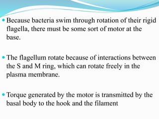  Because bacteria swim through rotation of their rigid
flagella, there must be some sort of motor at the
base.
 The flagellum rotate because of interactions between
the S and M ring, which can rotate freely in the
plasma membrane.
 Torque generated by the motor is transmitted by the
basal body to the hook and the filament
 