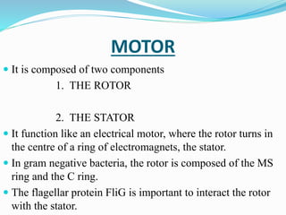 MOTOR
 It is composed of two components
1. THE ROTOR
2. THE STATOR
 It function like an electrical motor, where the rotor turns in
the centre of a ring of electromagnets, the stator.
 In gram negative bacteria, the rotor is composed of the MS
ring and the C ring.
 The flagellar protein FliG is important to interact the rotor
with the stator.
 