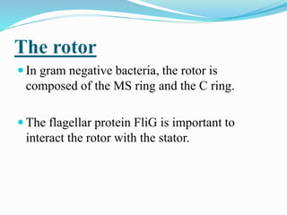 The rotor
 In gram negative bacteria, the rotor is
composed of the MS ring and the C ring.
 The flagellar protein FliG is important to
interact the rotor with the stator.
 