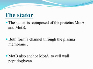 The stator
 The stator is composed of the proteins MotA
and MotB.
 Both form a channel through the plasma
membrane .
 MotB also anchor MotA to cell wall
peptidoglycan.
 