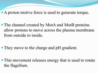  A proton motive force is used to generate torque.
 The channel created by MotA and MotB proteins
allow protons to move across the plasma membrane
from outside to inside.
 They move to the charge and pH gradient.
 This movement releases energy that is used to rotate
the flagellum.
 