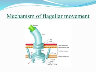 Mechanism of flagellar movement
 