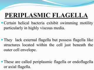 PERIPLASMIC FLAGELLA
 Certain helical bacteria exhibit swimming motility
particularly in highly viscous media.
 They lack external flagella but possess flagella like
structures located within the cell just beneath the
outer cell envelope.
 These are called periplasmic flagella or endoflagella
or axial flagella.
 