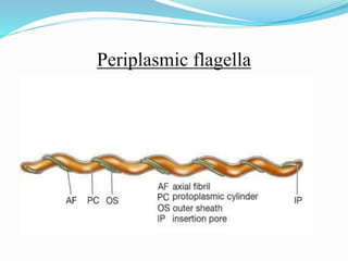 Periplasmic flagella
 