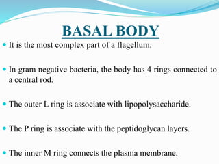 BASAL BODY
 It is the most complex part of a flagellum.
 In gram negative bacteria, the body has 4 rings connected to
a central rod.
 The outer L ring is associate with lipopolysaccharide.
 The P ring is associate with the peptidoglycan layers.
 The inner M ring connects the plasma membrane.
 