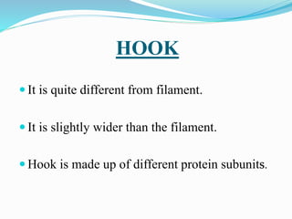 HOOK
 It is quite different from filament.
 It is slightly wider than the filament.
 Hook is made up of different protein subunits.
 