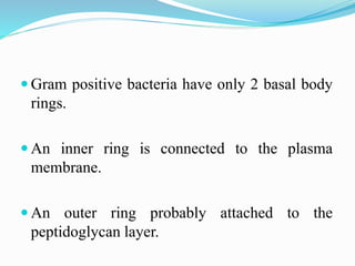  Gram positive bacteria have only 2 basal body
rings.
 An inner ring is connected to the plasma
membrane.
 An outer ring probably attached to the
peptidoglycan layer.
 
