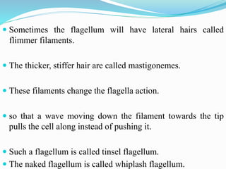  Sometimes the flagellum will have lateral hairs called
flimmer filaments.
 The thicker, stiffer hair are called mastigonemes.
 These filaments change the flagella action.
 so that a wave moving down the filament towards the tip
pulls the cell along instead of pushing it.
 Such a flagellum is called tinsel flagellum.
 The naked flagellum is called whiplash flagellum.
 