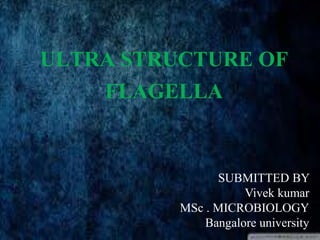 ULTRA STRUCTURE OF
FLAGELLA
SUBMITTED BY
Vivek kumar
MSc . MICROBIOLOGY
Bangalore university
 