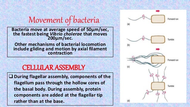 Flagella
