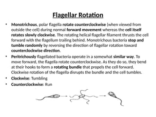 Comprehensive Overview of Bacterial Fimbriae, Pili, and Flagella ...