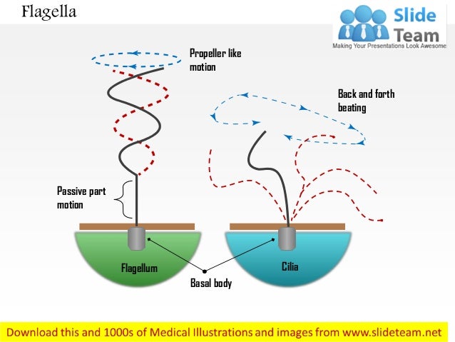 Flagella and cilia ppt to pdf
