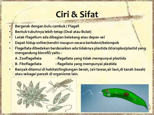 Trypanosoma Gambiense Termasuk Flagellata Yang Dapat Trypanosoma Gambiense Termasuk Flagellata Yang Dapat