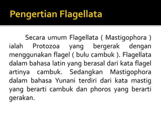 Secara umum Flagellata ( Mastigophora )
ialah Protozoa yang bergerak dengan
menggunakan flagel ( bulu cambuk ). Flagellata
dalam bahasa latin yang berasal dari kata flagel
artinya cambuk. Sedangkan Mastigophora
dalam bahasa Yunani terdiri dari kata mastig
yang berarti cambuk dan phoros yang berarti
gerakan.
 