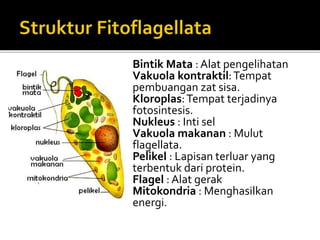 Bintik Mata : Alat pengelihatan
Vakuola kontraktil:Tempat
pembuangan zat sisa.
Kloroplas:Tempat terjadinya
fotosintesis.
Nukleus : Inti sel
Vakuola makanan : Mulut
flagellata.
Pelikel : Lapisan terluar yang
terbentuk dari protein.
Flagel : Alat gerak
Mitokondria : Menghasilkan
energi.
 