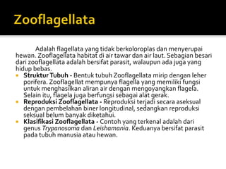 Adalah flagellata yang tidak berkoloroplas dan menyerupai
hewan. Zooflagellata habitat di air tawar dan air laut. Sebagian besari
dari zooflagellata adalah bersifat parasit, walaupun ada juga yang
hidup bebas.
 Struktur Tubuh - Bentuk tubuh Zooflagellata mirip dengan leher
porifera. Zooflagellat mempunya flagella yang memiliki fungsi
untuk menghasilkan aliran air dengan mengoyangkan flagela.
Selain itu, flagela juga berfungsi sebagai alat gerak.
 Reproduksi Zooflagellata - Reproduksi terjadi secara aseksual
dengan pembelahan biner longitudinal, sedangkan reproduksi
seksual belum banyak diketahui.
 Klasifikasi Zooflagellata - Contoh yang terkenal adalah dari
genus Trypanosoma dan Leishamania. Keduanya bersifat parasit
pada tubuh manusia atau hewan.
 