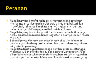  Flagellata yang bersifat holozoik berperan sebagai predator,
memangsa organisme uniseluler atau ganggang, bakteri dan
microfungi, sehingga flagellata memegang peranan penting
dalam mengendalikan pupolasi bakteri dan biomas.
 Flagellata yang bersifat saprofit memainkan peran baik sebagai
herbivora dan konsumen dalam tingkatan dekomposer dari rantai
makanan .
 Sebagai phytoplankton dan zooplankton di dalam ligkungan
perairan yang berfungsi sebagai sumber pakan alami organisme
lain, misalknya udang.
 Flagellata dapat digunakan sebagai sumber protein sel tunggal,
misalnya euglena viridis dan euglena oxyuris yang saat ini ,ulai
dikembangkan untuk memenuhi kebutuhan protein masyarakat
dunia tanpa memerlukanlahan yang luas dan waktu panen yang
 