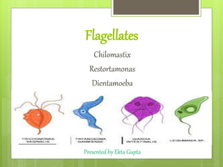 Flagellates
Presented by Ekta Gupta
Chilomastix
Restortamonas
Dientamoeba
 