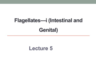 Flagellates—i (Intestinal and
Genital)
Lecture 5
 