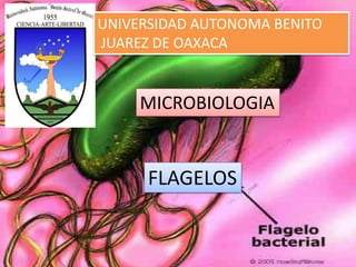 UNIVERSIDAD AUTONOMA BENITO
JUAREZ DE OAXACA
MICROBIOLOGIA
FLAGELOS
 