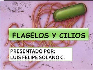 FLAGELOS Y CILIOS

PRESENTADO POR:
LUIS FELIPE SOLANO C.
 