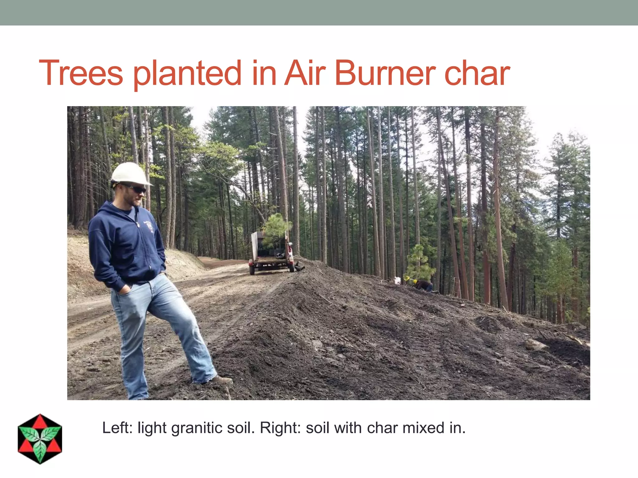 Trees planted in Air Burner char
Left: light granitic soil. Right: soil with char mixed in.
 