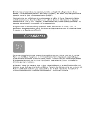 En Colombia se le considera una especie Vulnerable, por la pérdida y fragmentación de su 
hábitat y una extensión de presencia reducida (13.000 Km2). Así mismo porque su población es 
pequeña (cerca de 5800 individuos estimados en 1997). 
Adicionalmente, sus poblaciones son presionadas por el tráfico de fauna. Esta especie ha sido 
incluída en el apéndice II de Cites (Convención sobre el Comercio Internacional de Especies 
amenazadas de Faun ay Flora Silvestres), que establece que su comercio debe controlarse a fin 
de evitar una utilización incompatible con su supervivencia. 
Sus poblaciones se encuentran bajo protección dentro del Santuario de Fauna y Flora Los 
Flamencos, pero se recomienda que la protección se extienda a otras áreas de concentración de 
la especie en La Guajira, como Musichi. 
Su curioso pico es fundamental para su alimentación, le permite colectar todo tipo de comida. 
Posee una mandíbula muy grande en comparación con una maxila pequeña y aplanada que 
puede moverse libremente. Su lengua grande, espesa y carnosa tiene dos hileras longitudinales 
y paralelas de laminillas que funcionan como colador para separar el fango y el agua de los 
animales que logra recolectar. 
El flamenco puede vivir hasta 40 años. Gracias a esta longevidad en la religión judía tenían una 
tradición la cual decía que en el jardín del Edén el Flamenco fue el único animal que no comió del 
fruto, huyendo de la tentación y así preservando el don de de la vida eterna. También en el 
cristianismo representaba un símbolo de inmortalidad y de resurrección física. 
