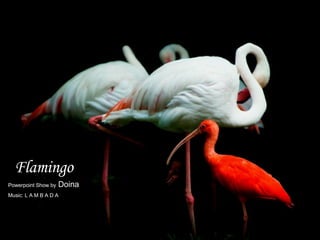 Flamingo Powerpoint Show by  Doina Music: L A M B A D A 