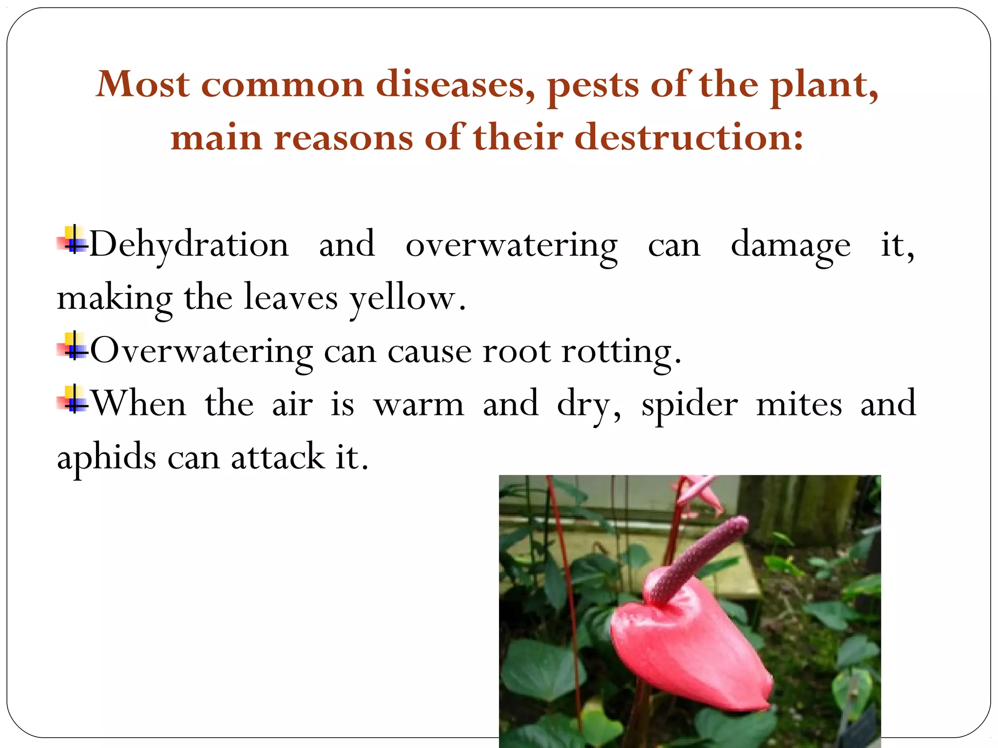 Most common diseases, pests of the plant,
main reasons of their destruction:
Dehydration and overwatering can damage it,
making the leaves yellow.
Overwatering can cause root rotting.
When the air is warm and dry, spider mites and
aphids can attack it.
 
