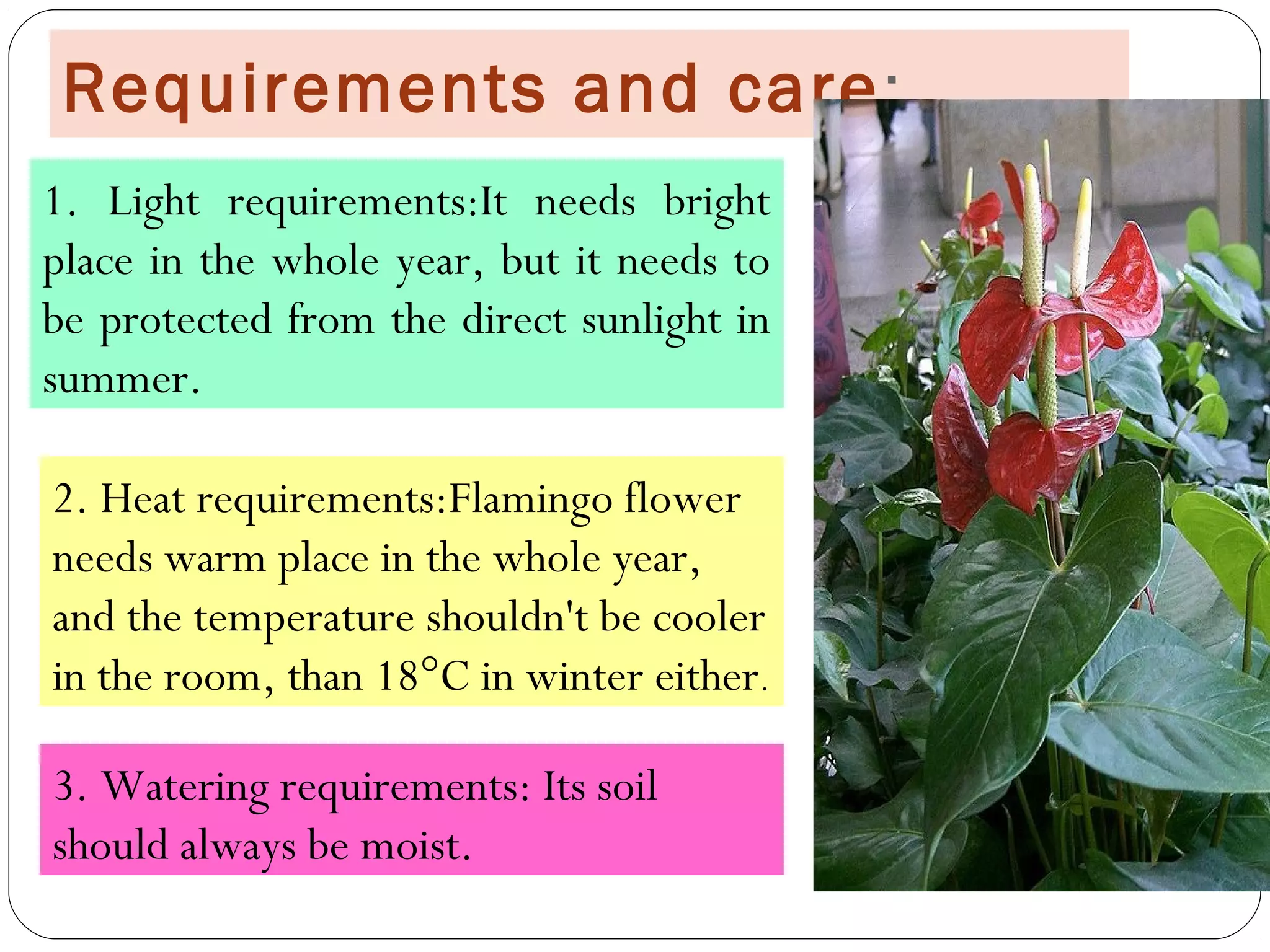 Requirements and care:
3. Watering requirements: Its soil
should always be moist.
2. Heat requirements:Flamingo flower
needs warm place in the whole year,
and the temperature shouldn't be cooler
in the room, than 18°C in winter either.
1. Light requirements:It needs bright
place in the whole year, but it needs to
be protected from the direct sunlight in
summer.
 